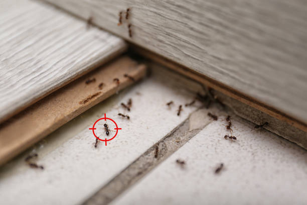 Best Affordable Pest Control Services  in Vails Gate, NY