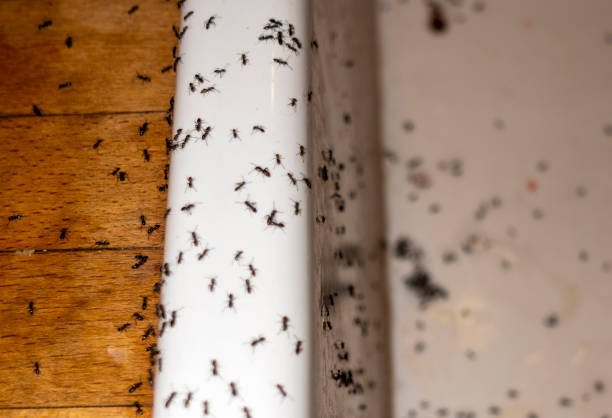 Best Wildlife Control Services  in Vails Gate, NY