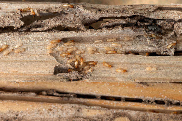 Best Pest Control for Restaurants  in Vails Gate, NY