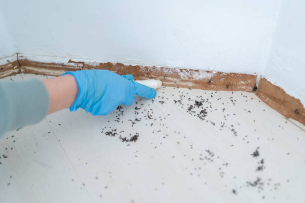Best Affordable Pest Control Services  in Vails Gate, NY